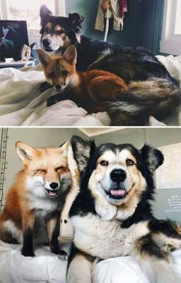 Забавные примеры дружбы в мире животных