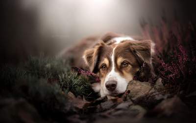 Портреты собак в работах австрийского фотографа. Фото