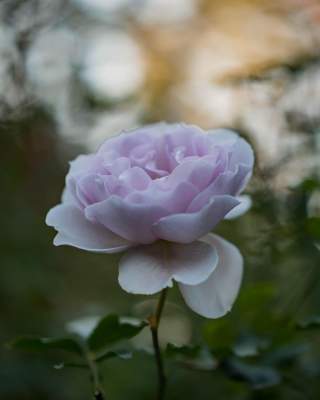 Фотограф-самоучка из Японии показал красоту цветов. Фото