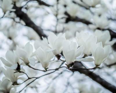 Фотограф-самоучка из Японии показал красоту цветов. Фото