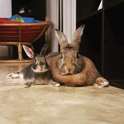 Сеть в восторге от кролика, полюбившего упитанную крольчиху