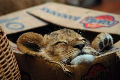Дикие кошки, как и домашние обожающие коробки
