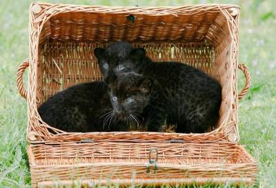 Дикие кошки, как и домашние обожающие коробки