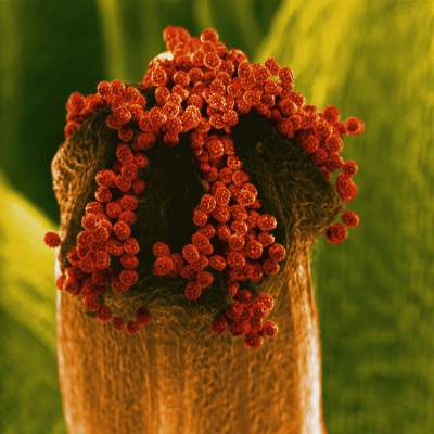 Как выглядят цветы под микроскопом. Фото