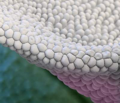 Как выглядят цветы под микроскопом. Фото
