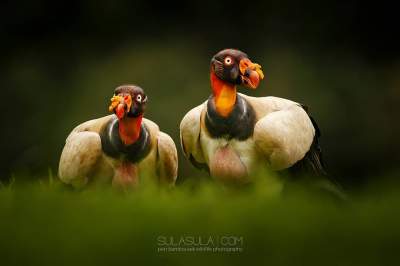 Птицы в ярких снимках чешского фотографа. Фото 