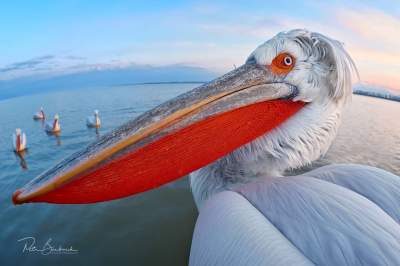 Птицы в ярких снимках чешского фотографа. Фото 