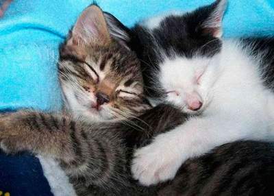 Котята и кошки, которые очень любят обниматься