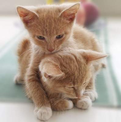 Котята и кошки, которые очень любят обниматься