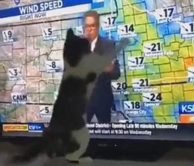 Кошка «проучила» ведущего за плохой прогноз погоды