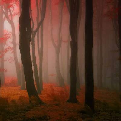 Загадочный осенний лес в снимках чешского фотографа. Фото