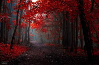Загадочный осенний лес в снимках чешского фотографа. Фото