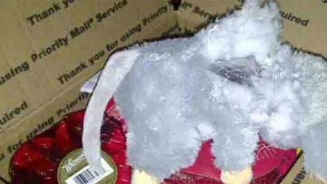 На День Валентина американец получил мишку, набитого метамфетамином
