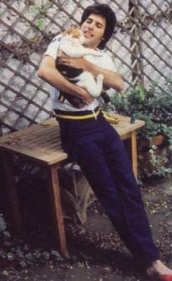 Взаимная любовь: Фредди Меркьюри и его кошки. Фото