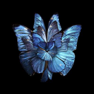 Французский фотограф показал красоту бабочек. Фото