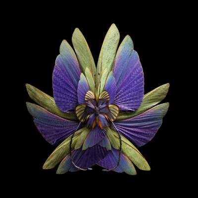 Французский фотограф показал красоту бабочек. Фото