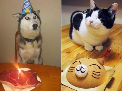 Забавные животные, отмечающие свои дни рождения