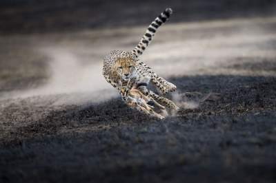 Свежая подборка лучших снимков National Geographic Photo Contest 2018. Фото