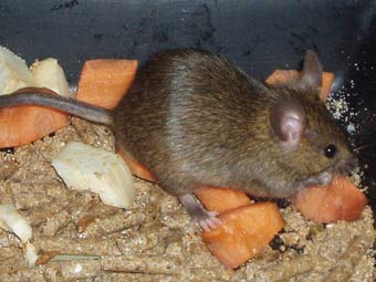 Мыши устроили гнездо в столе британского полицейского