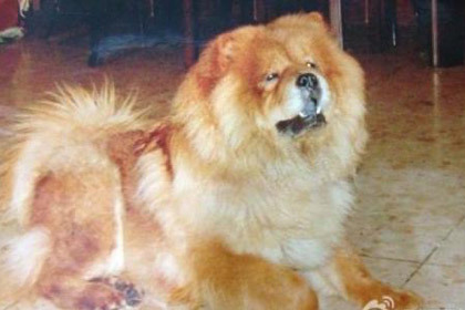 Китаец пообещал квартиру за помощь в поиске пропавшей собаки 