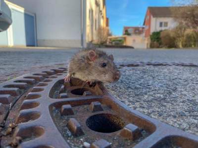 Располневшая за зиму крыса угодила в неловкую ситуацию