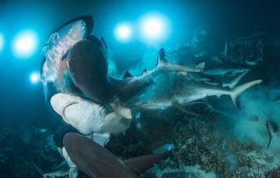 Богатство подводного мира в работах Underwater Photographer of the Year. Фото 