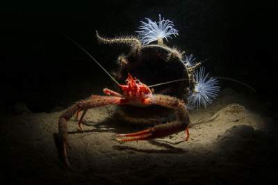 Богатство подводного мира в работах Underwater Photographer of the Year. Фото 