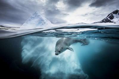 Богатство подводного мира в работах Underwater Photographer of the Year. Фото 