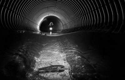 Богатство подводного мира в работах Underwater Photographer of the Year. Фото 