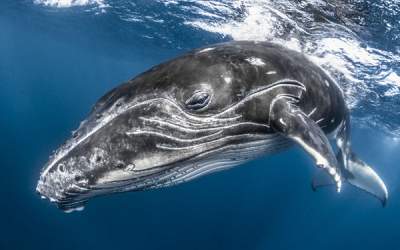 Богатство подводного мира в работах Underwater Photographer of the Year. Фото 