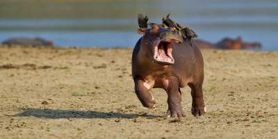 Фотограф показал, как живется бегемотам в Замбии. Фото