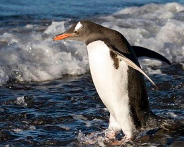 В Новой Зеландии обнаружили пингвина, проплывшего 2 тысячи километров
