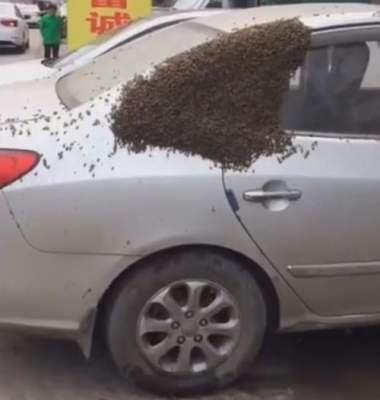 Пчелы устроили «засаду» владельцу авто