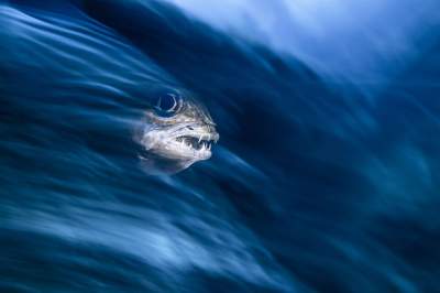 Подводный мир: лучшие работы Underwater Photographer 2019. Фото