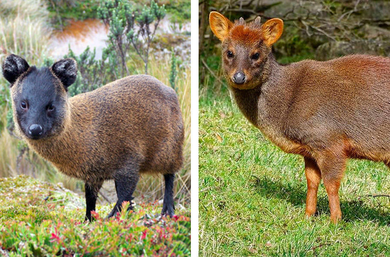 Пуду — самый маленький в мире олень