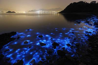 Толпы туристов приезжают посмотреть на светящееся море в Гонконге. Фото
