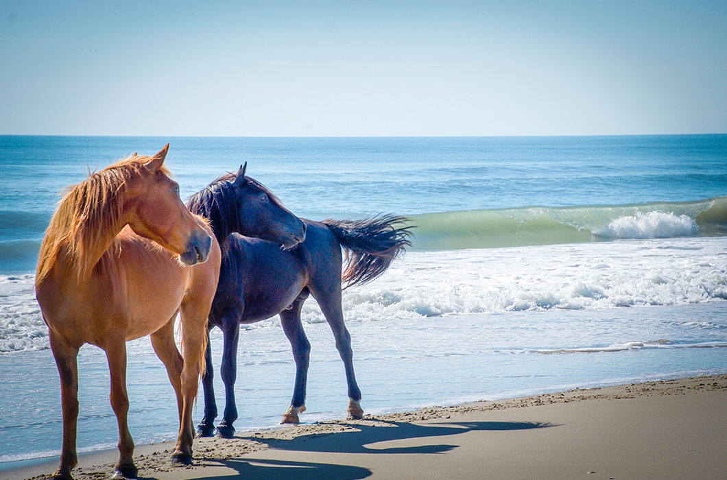 Лошадь океанов. Дикие лошади Исландии. Исланд лошадь. Wild Horse Islands лошади. Исландские лошади море.