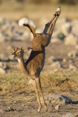 Африканская антилопа удивила фотографа акробатическим трюком