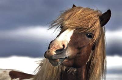 Лошади Исландии в ярких снимках. Фото