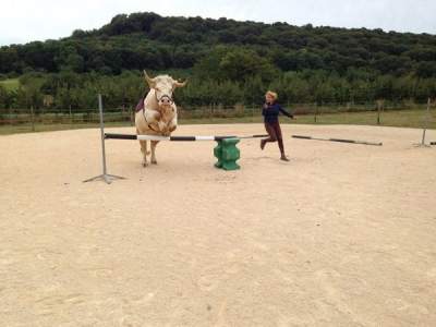 Во Франции бык решил, что он – верховая лошадь
