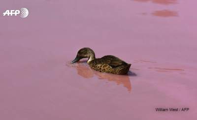В Мельбурне озеро окрасилось в розовый цвет. Фото