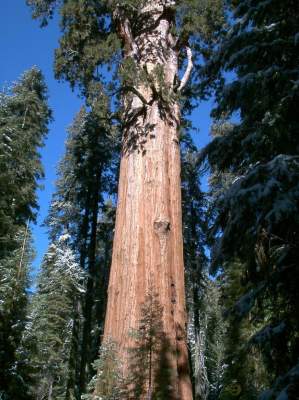 Так выглядят самые высокие деревья на планете. Фото