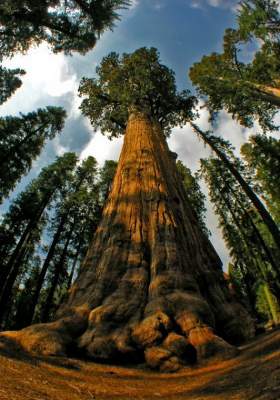 Так выглядят самые высокие деревья на планете. Фото