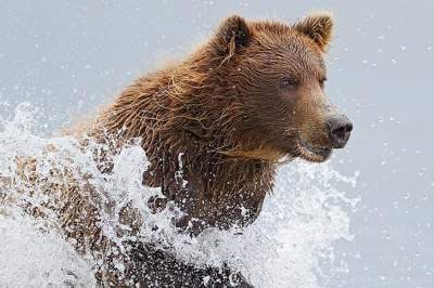 Жизнь семьи медведей на Аляске. Фото