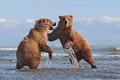 Жизнь семьи медведей на Аляске. Фото