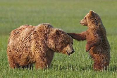 Жизнь семьи медведей на Аляске. Фото