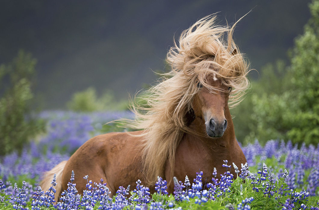 Дикие лошади Исландии на снимках