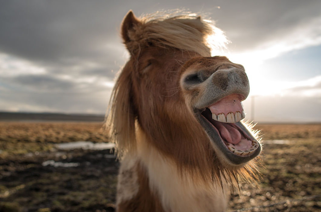 Дикие лошади Исландии на снимках