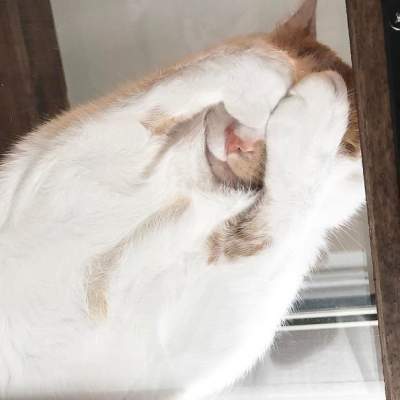 Забавные фотки котов, решивших отдохнуть на стекле