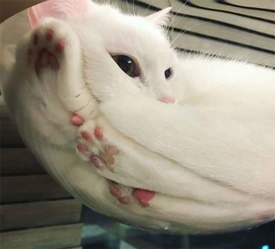 Забавные фотки котов, решивших отдохнуть на стекле